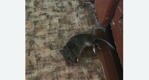 Дезинфекция от мышей в Можайском районе Москвы